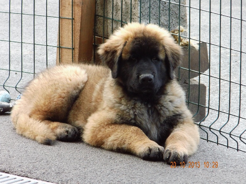 Chiots 3 mois